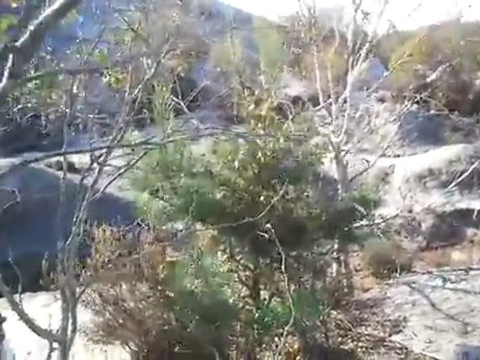 bruit du vent dans les arbres