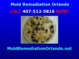 Mold Remediation Orlando - Water Damage (407) 512-5816