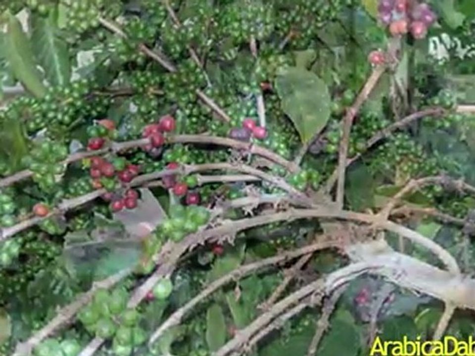 Are your coffee beans organic? And Kosher?