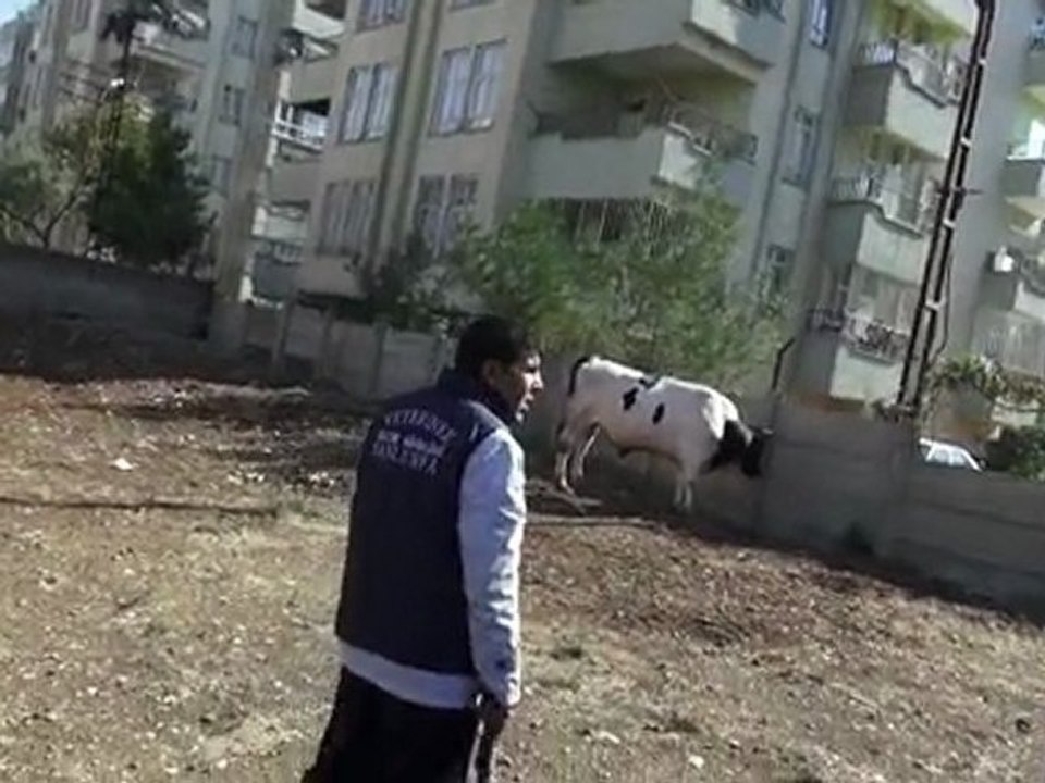 belediye boğa