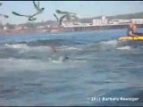 Surfer almost becomes whale food