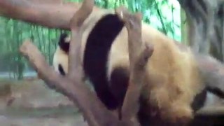 Panda’s Rude Awakening