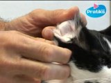 Conseils véto - Comment nettoyer les oreilles de son chat ?