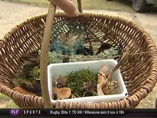 Journées mycologie à la forêt de Bouconne (Haute-Garonne)
