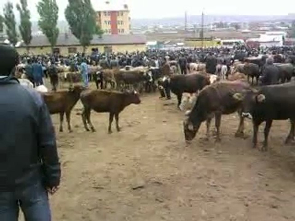 kars hayvan pazarı