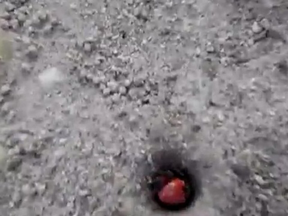 Crabes de cocotiers
