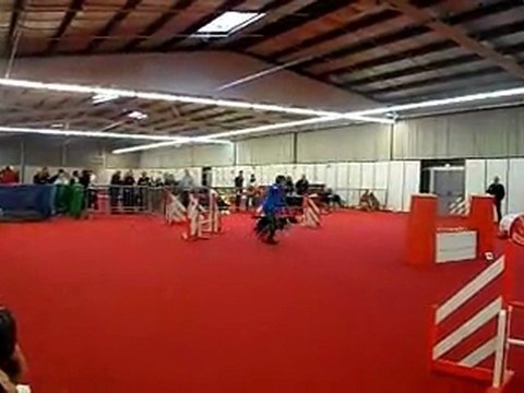 1er Concours de TOSCA du Canis Club Pessacais Illacais à lateste du 6 11 2011