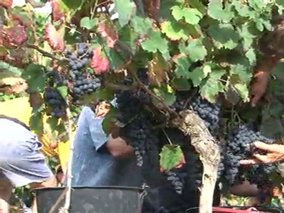 Vins du Sud-Ouest le vin noir dans la cour des grands