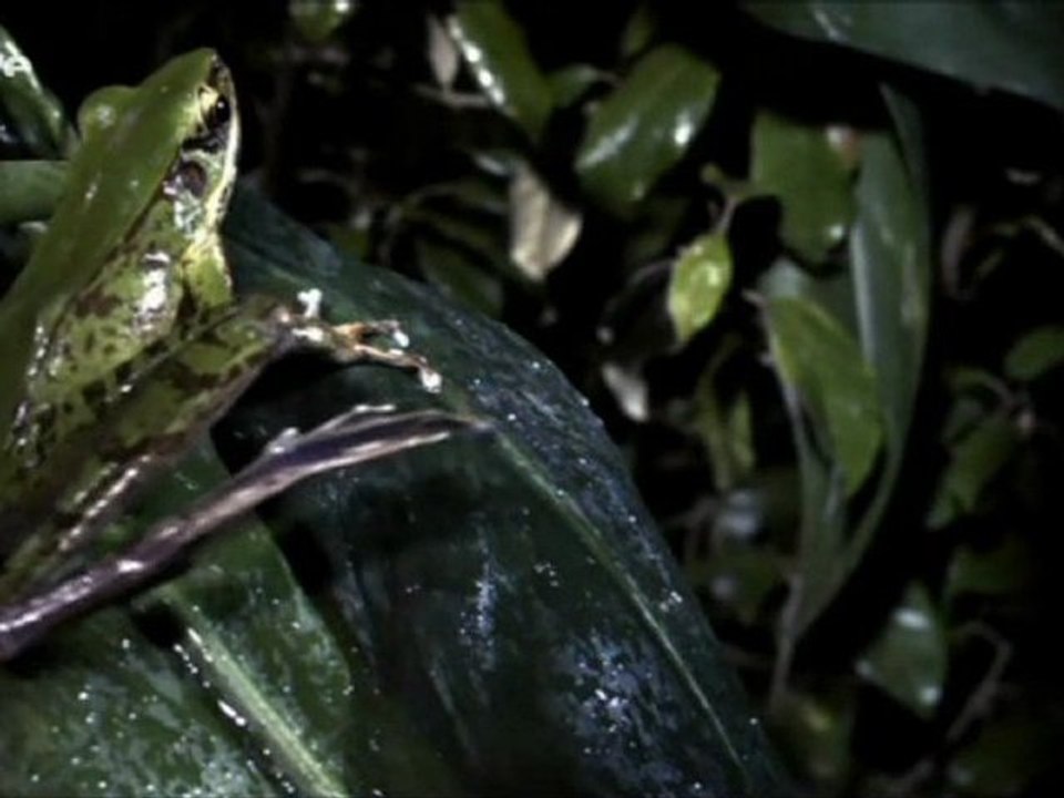 Docu_Arte_Les animaux à sang froid - Les rois de la métamorphose_Mar 14 déc 2010