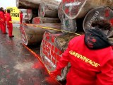 Crimes dans les forêts Congo Greenpeace dénonce Danzer l’AFD