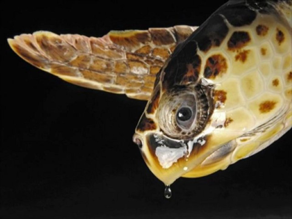Rare and Unseen Sea Turtles
