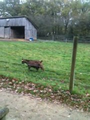 Sponky et les Chevres