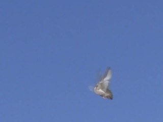 Palomos volando en postura 3