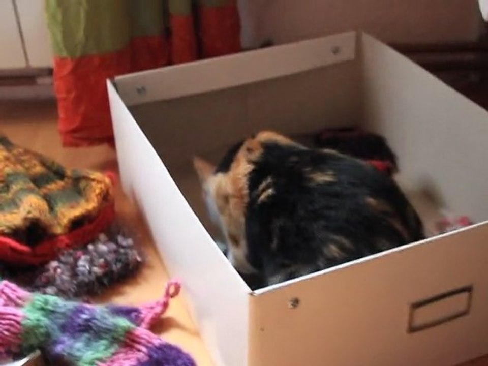 Olga mes bouts de laine et la boite en carton nov 2011