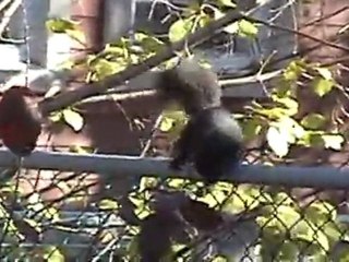 Trognon des Trois-Rivières