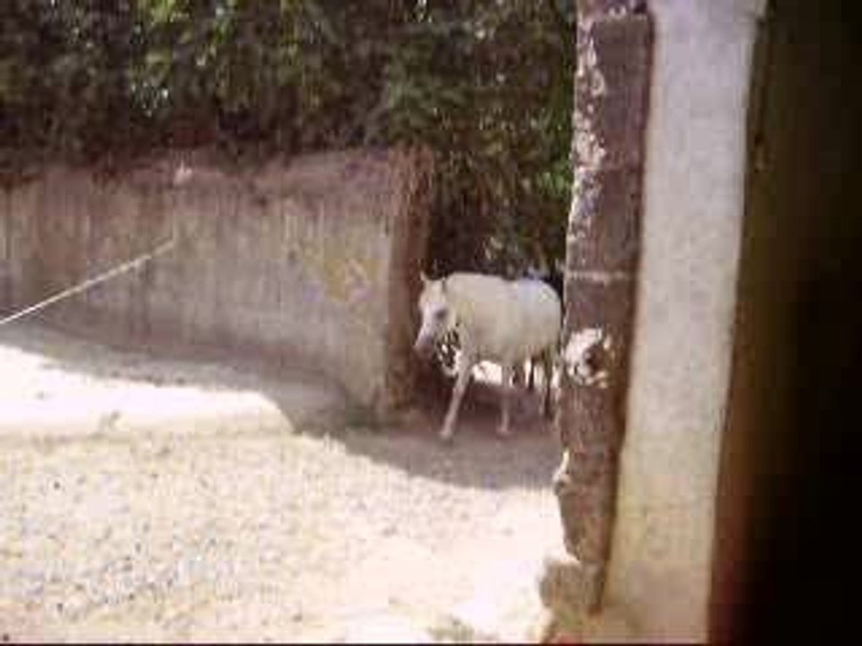 Vidéo des chevaux du club