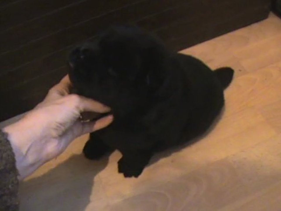 bébé chow chow