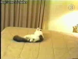 Chat mur