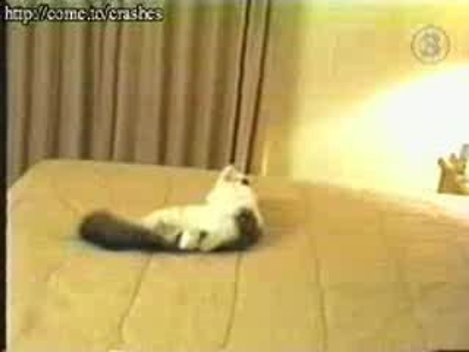 Chat mur