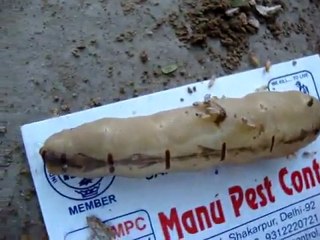 Termite Queen laying egg 9811191551