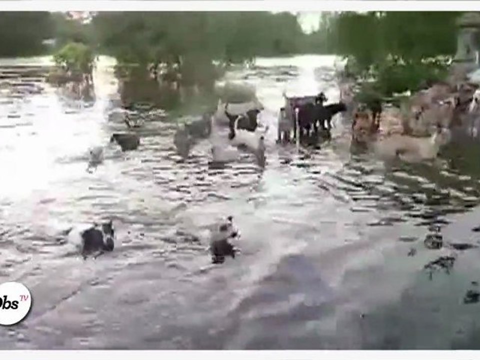 Zapping décalé : Une fondation pour les chiens victimes des inondations à Bangkok