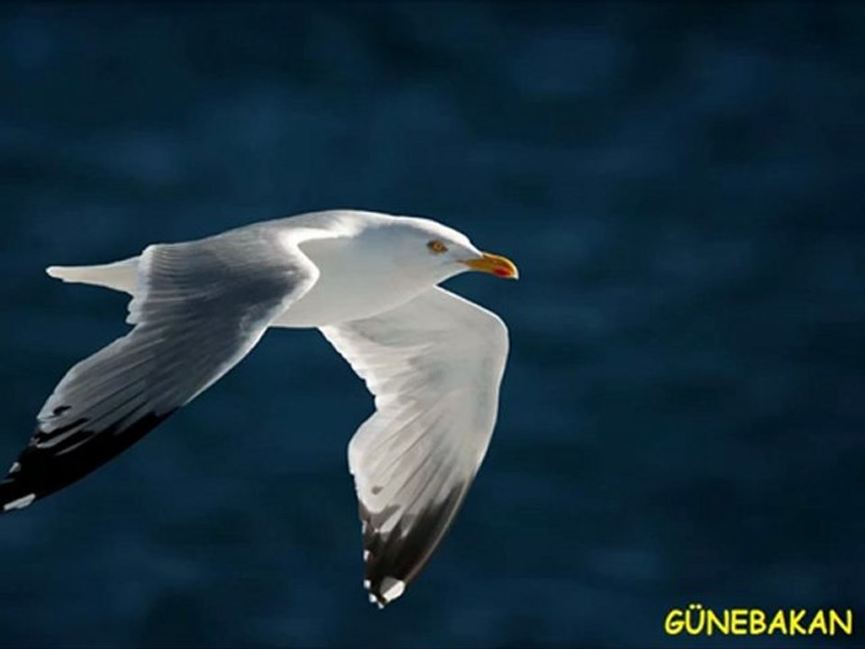 SEFA TOPSAKAL - RÜZGAR ALDIM SALLANIYORUM......