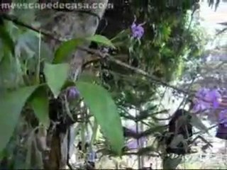 XV Festival de la Orquídea 2010 (Moyobamba, Alto Mayo, Perú)- 2da edición