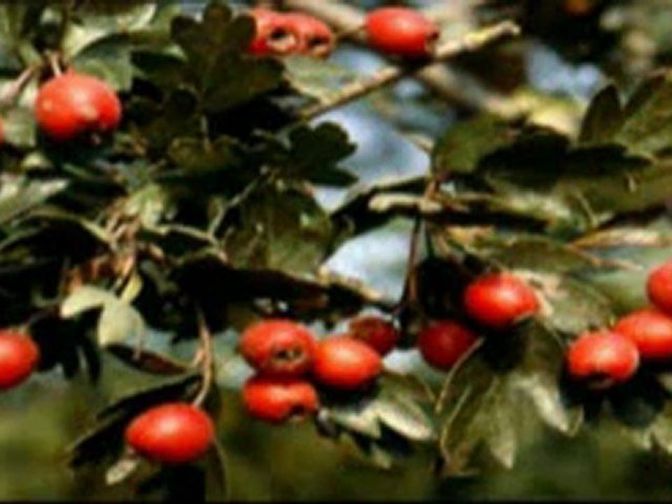 (DVD08) (16) BOSQUE MEDITERRANEO