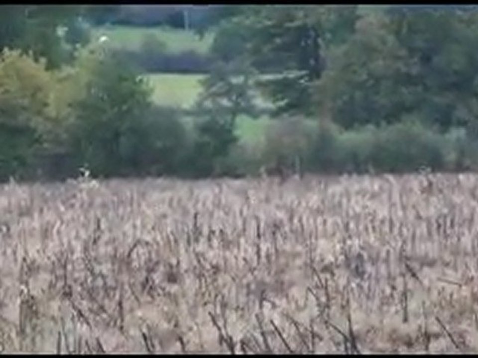 Gerry se déclare derrière des sangliers.