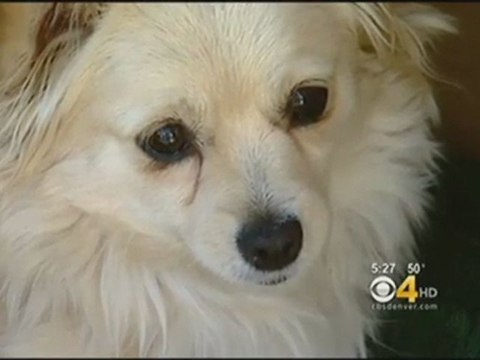 В Денвере пожарные спасли двухдневного щенка