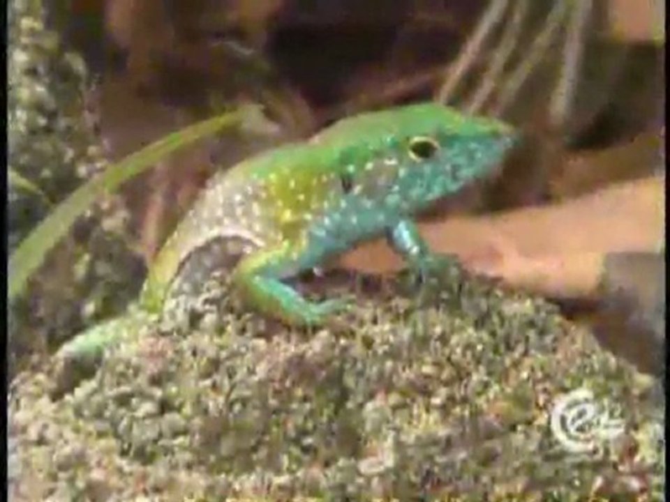 (DVD09) (34) ECOSISTEMAS DESERTICOS