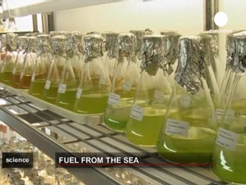 Les algues : le carburant de demain