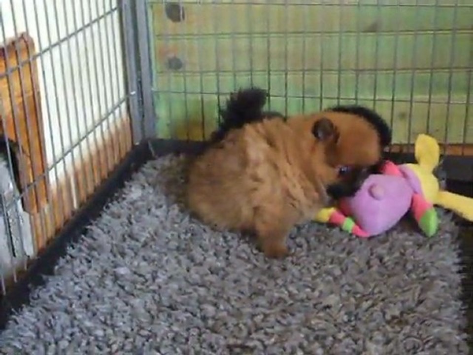 Spitz de la prairie d'eole les bb du 23 septembre 2011