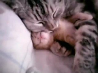 chatte-serre-bras-chaton