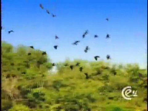 (DVD09) (26) ECOSISTEMAS ACUATICOS