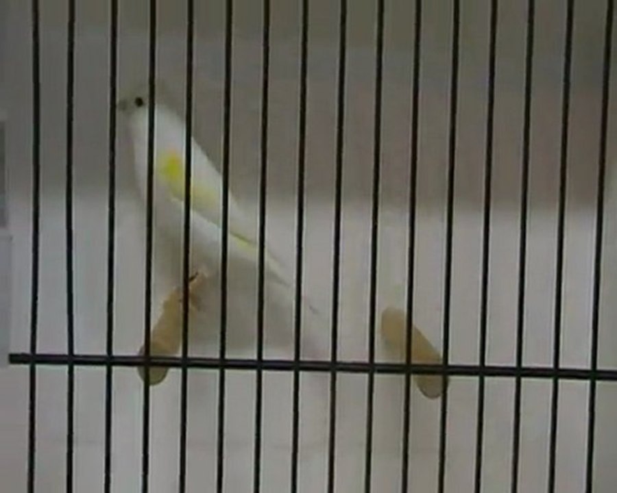 maline 2011 champion lipo jaune mosaique femelle ( jean-pierre blondel)