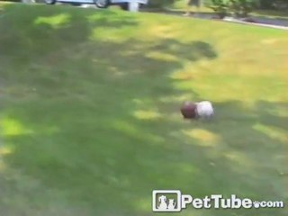 Dog’s Basketball Balancing Act