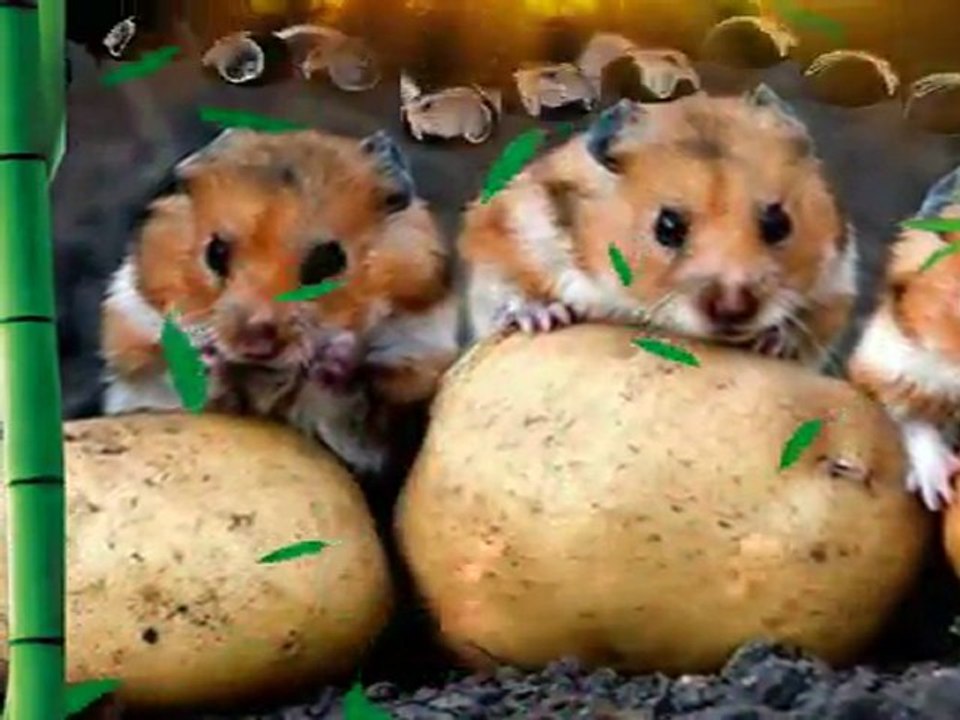 MIROSLAV SKORO srce jako je