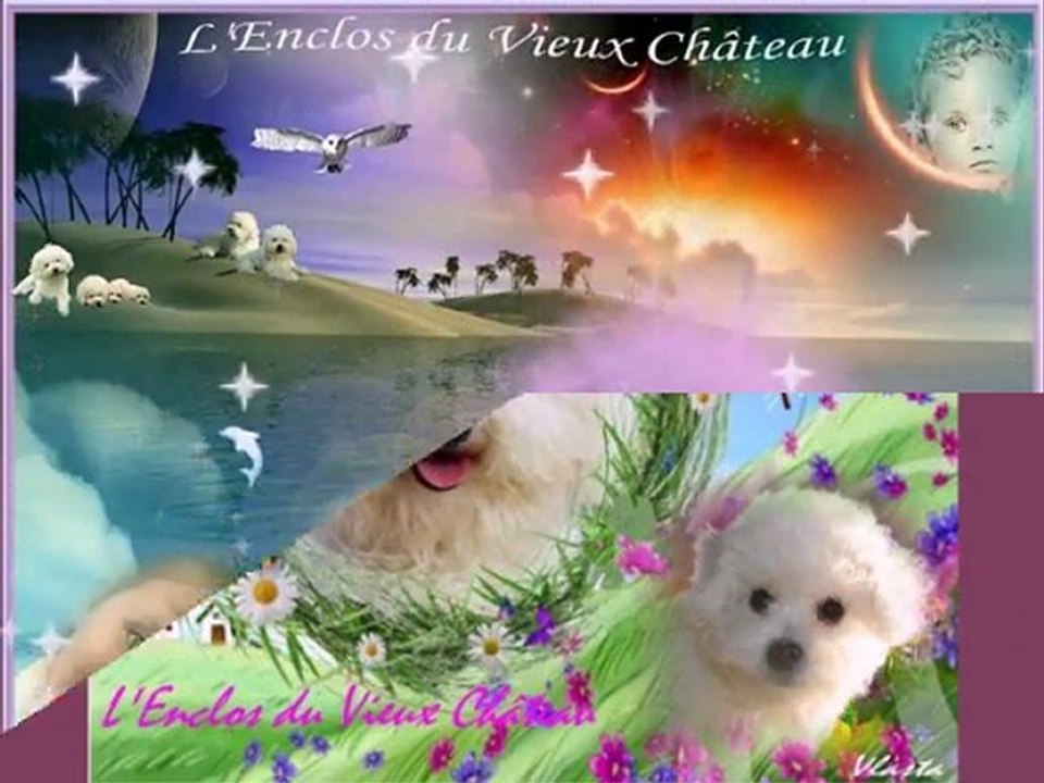 A l'Enclos du Vieux Château les Bichons Frisés