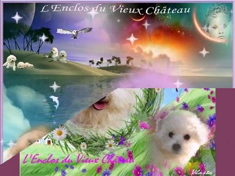 A l'Enclos du Vieux Château les Bichons Frisés