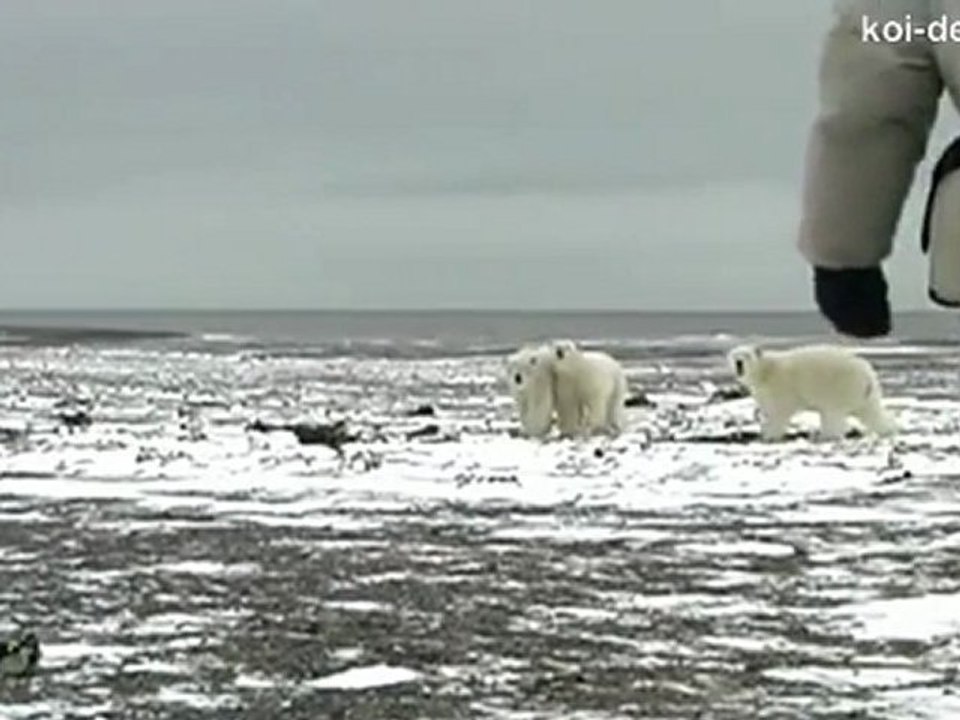 Bouh les ours