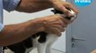 Conseils véto - Comment laver les dents de son chat ?