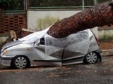 Pozzuoli (NA) - Il maltempo causa la caduta di un albero, muore in auto