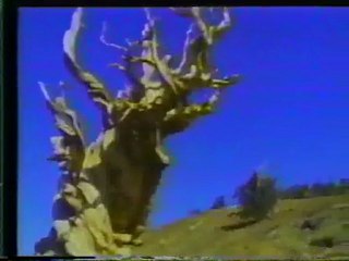 (DVD10) (22) LOS BOSQUES, DEFINICION