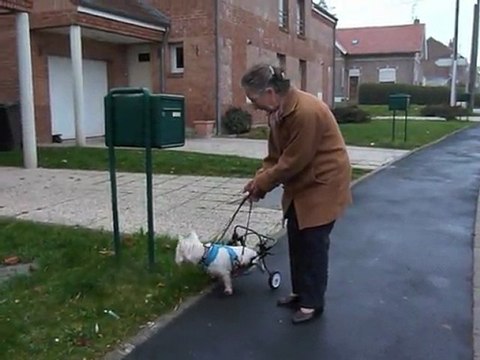 Saint-Vaast-en-Cambrésis : Titi chien à roulettes et cobaye européen