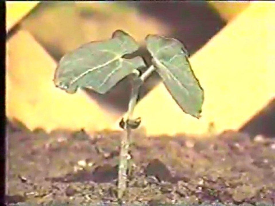(DVD11) (07) QUE HAY DENTRO DE UNA SEMILLA
