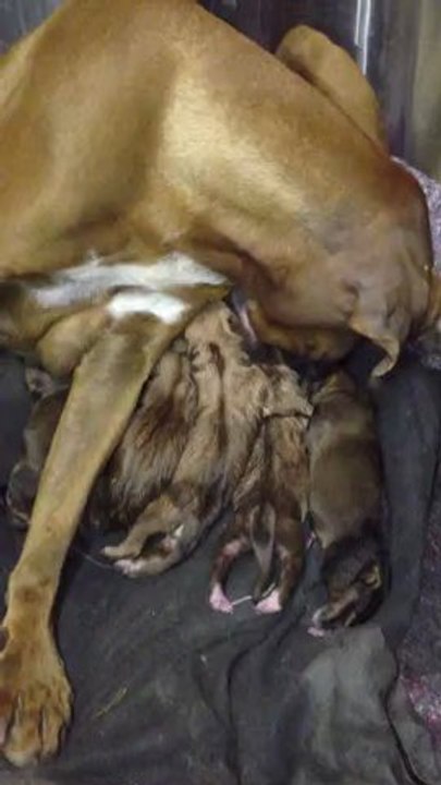 Daïna mise bas 2011