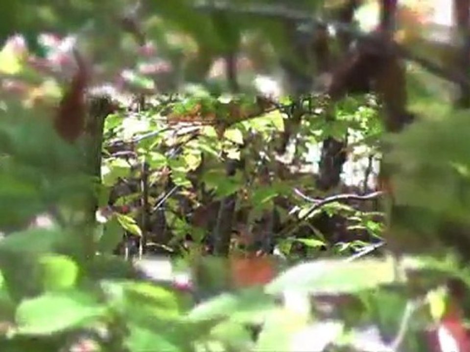 TMRobinson's Country Retreat