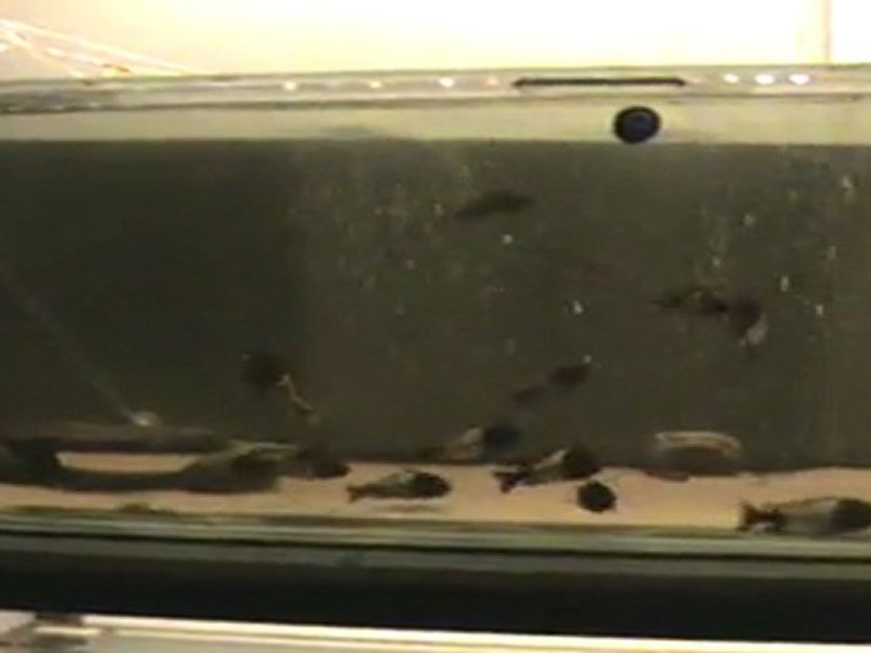 İkola Kaiser 09.11.2011