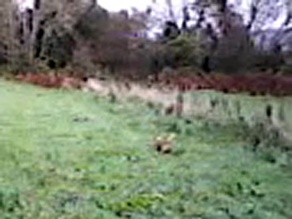 Basset fauve de Bretagne